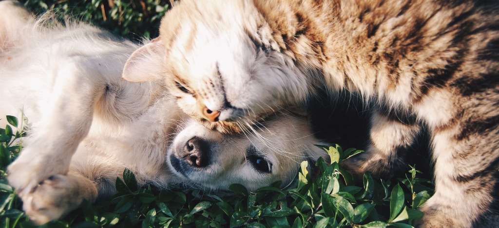 Abrazo gato